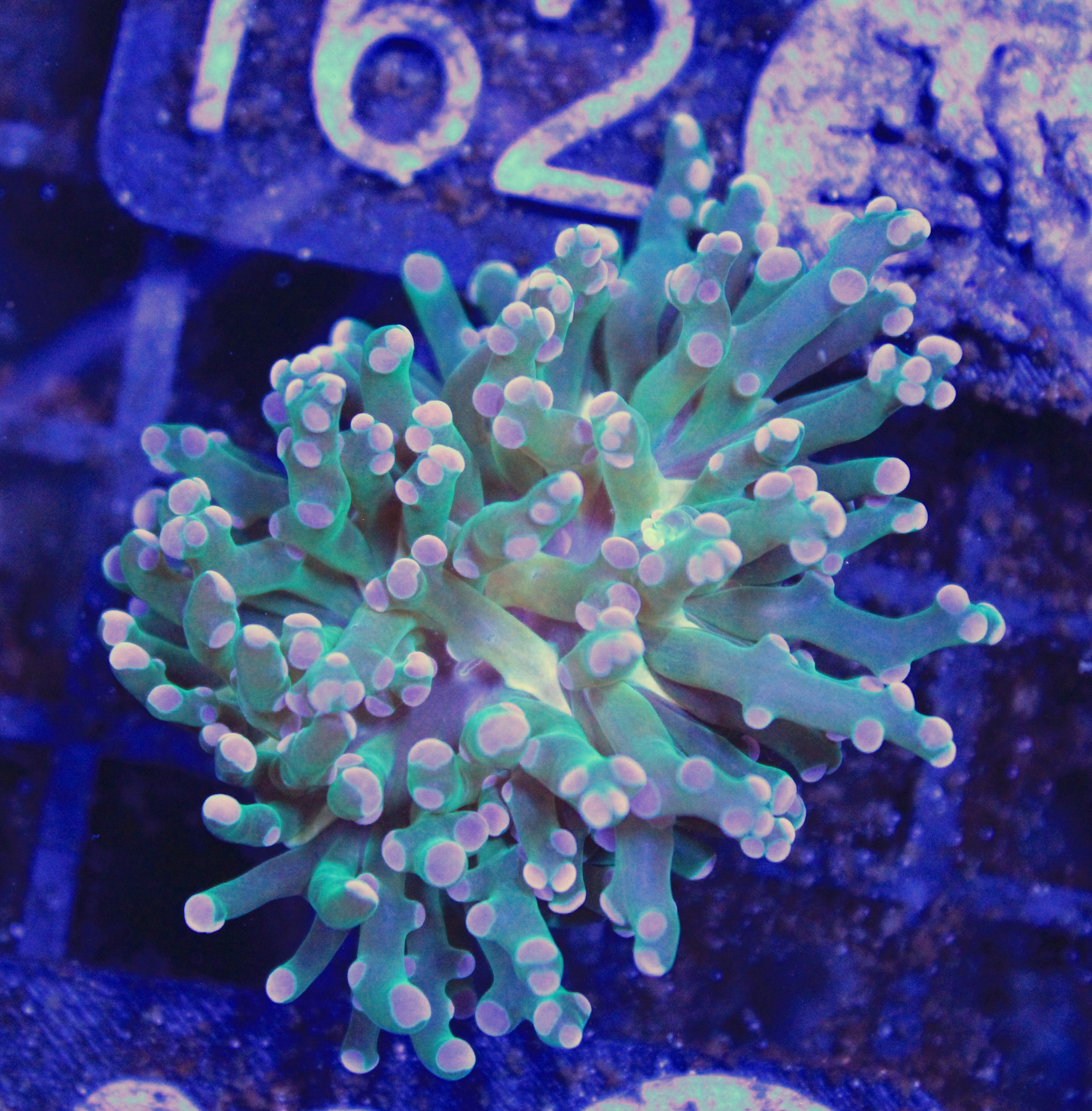 186 euphyllia Frogspawn