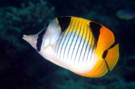 Chaetodon Falcula (M)