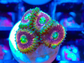 Mardi Gras Beads Zoa