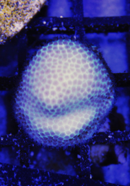 porites ( senna's farm coral )
