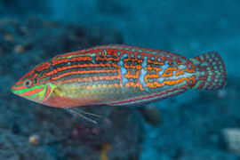 Halichoeres Cosmetus