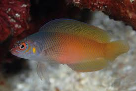 Cypho purpurascens (female)