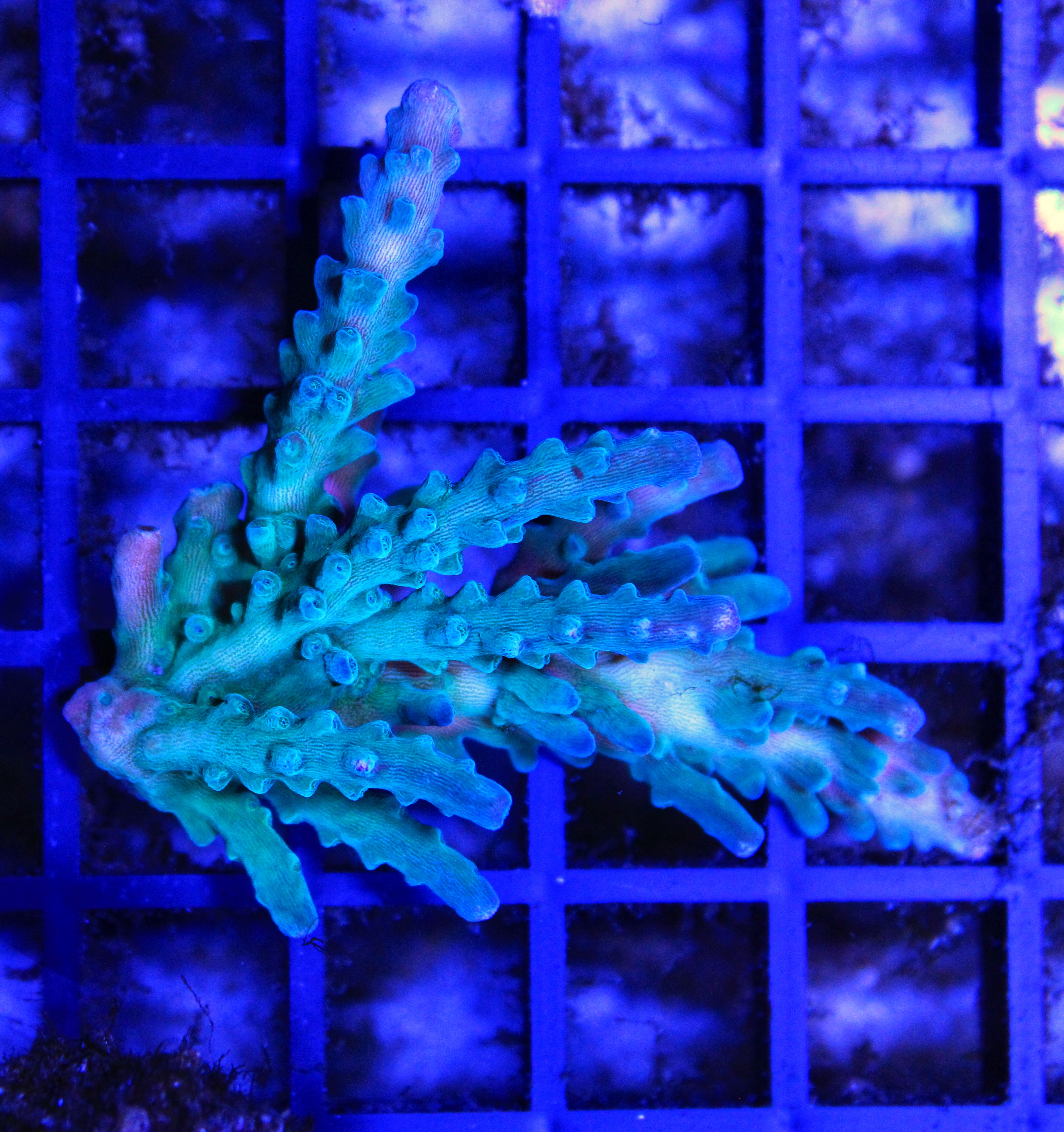 188 Acropora