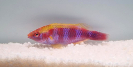 Cirrhilabrus Lubbocki
