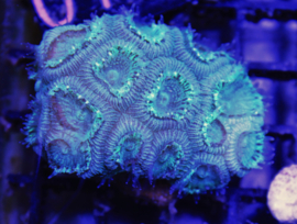 Biota Mint Green Favia ( Senna's farm coral)