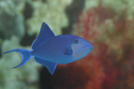 Odonus Niger