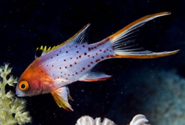 Bodianus Anthioides (S)
