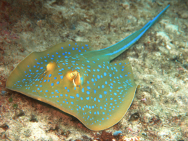 Taeniura Lymna
