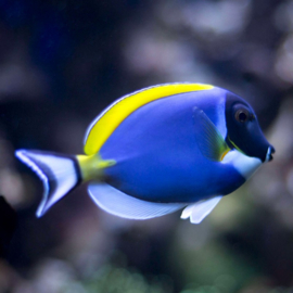 Acanthurus Leucosternon CF Blue (L)