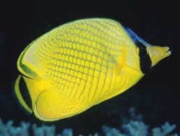 Chaetodon Rafflesi