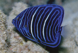 Pomacanthus Annularis  ( JUV )