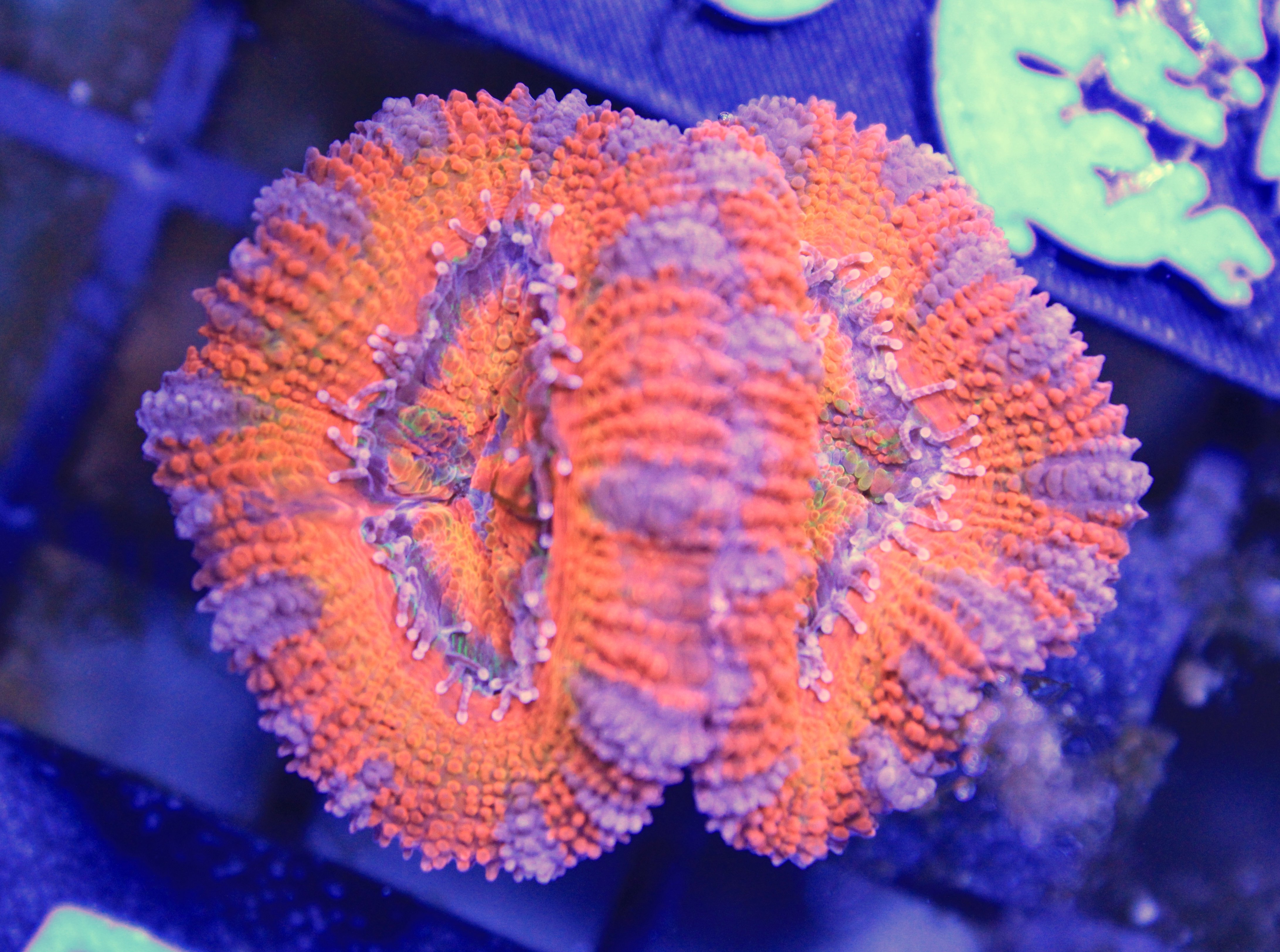 155 Acanthastrea lordhowensis RED