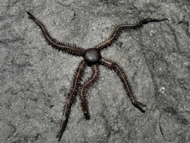 Ophiocoma echinata