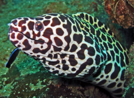 Gymnothorax Favagineus S