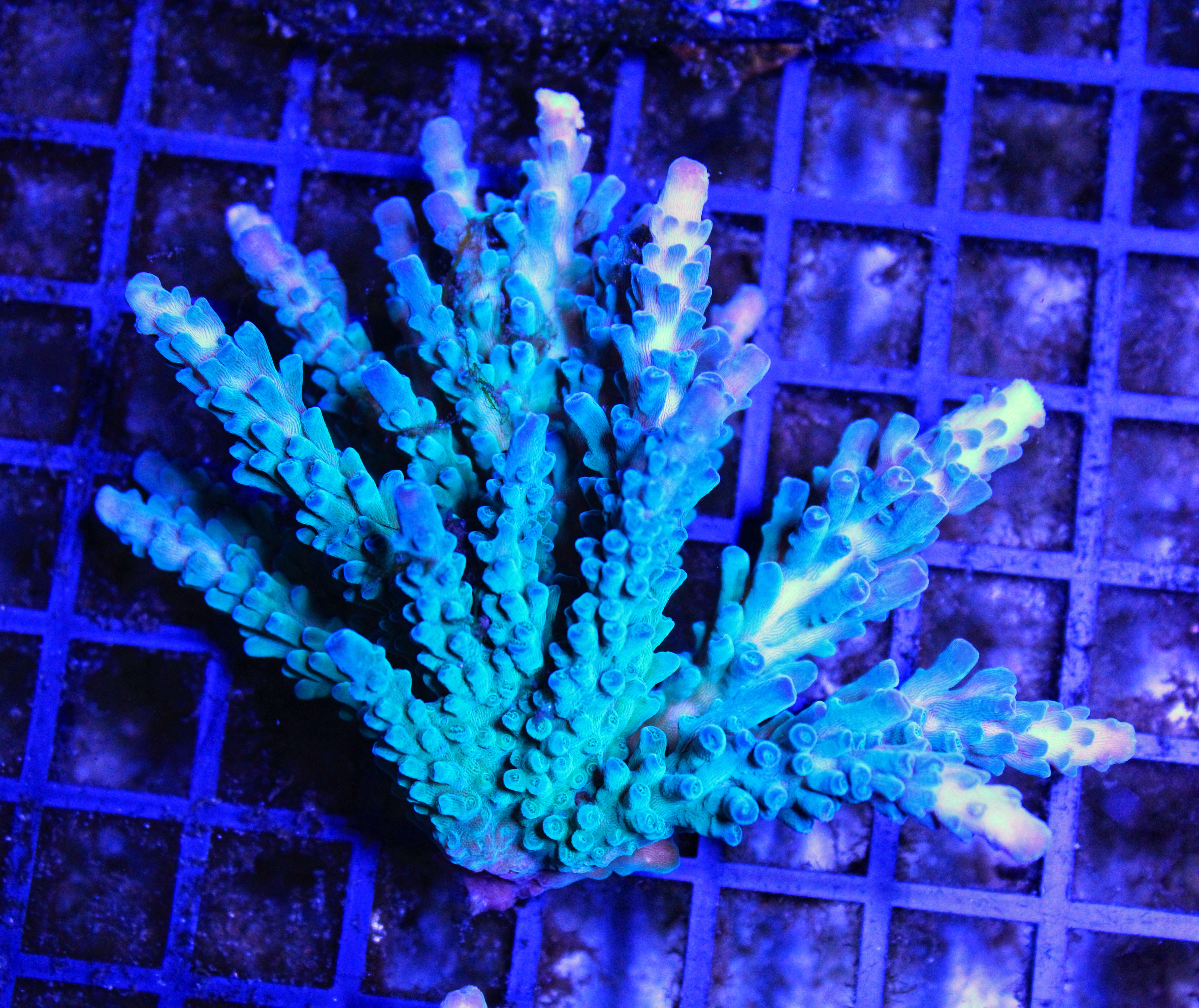 153 Acropora