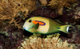 Acanthurus Olivaceus (M)
