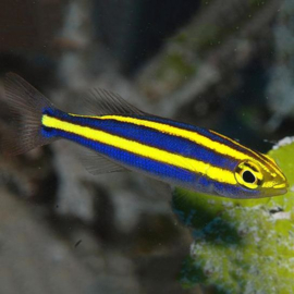 Pentapodus Nemurus