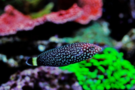 Anampses Melanurus