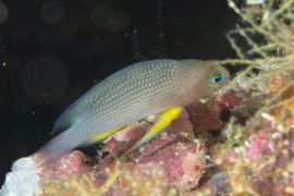 Manonichthys polynemus