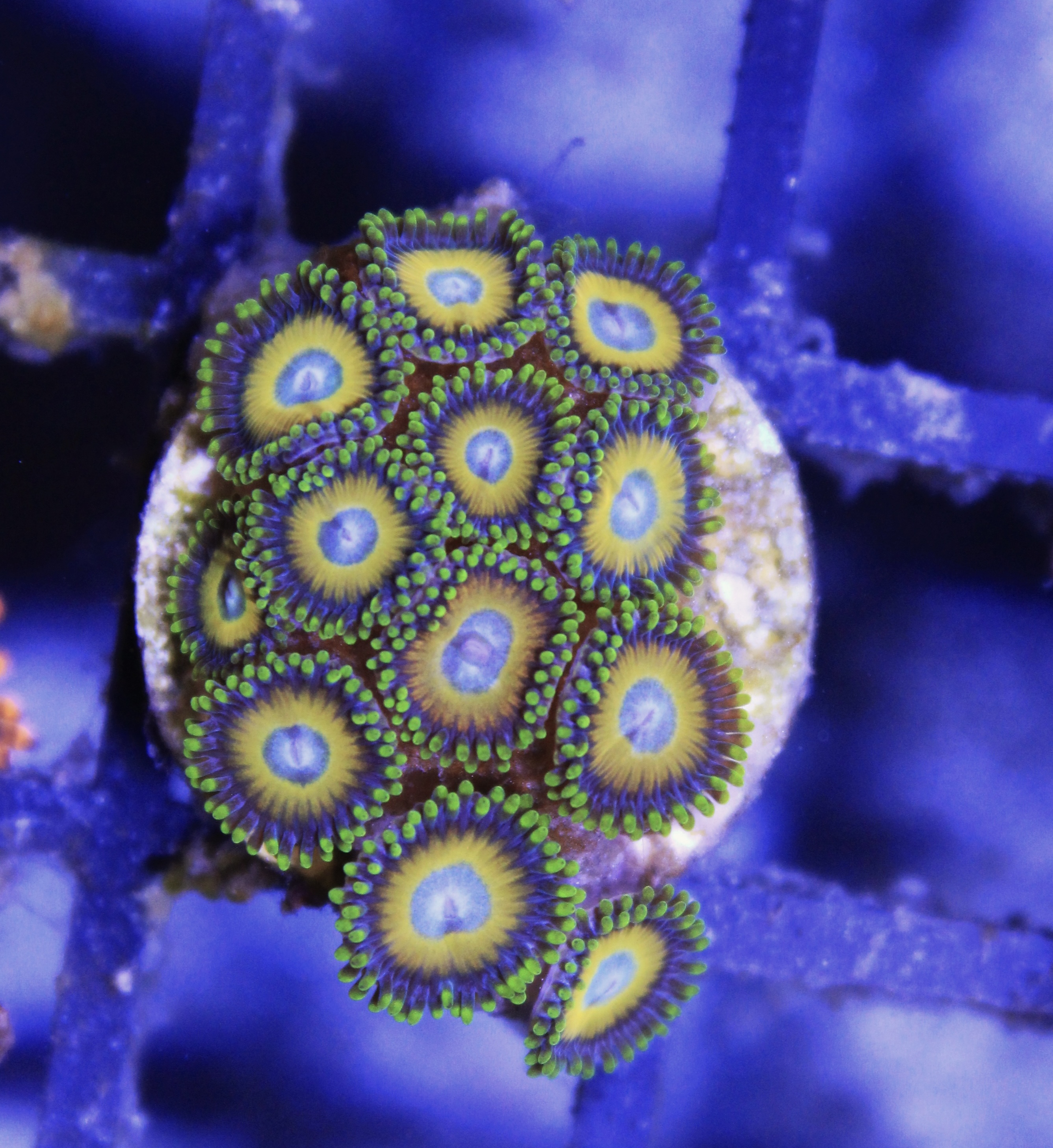 Scrambled eggs zoanthus