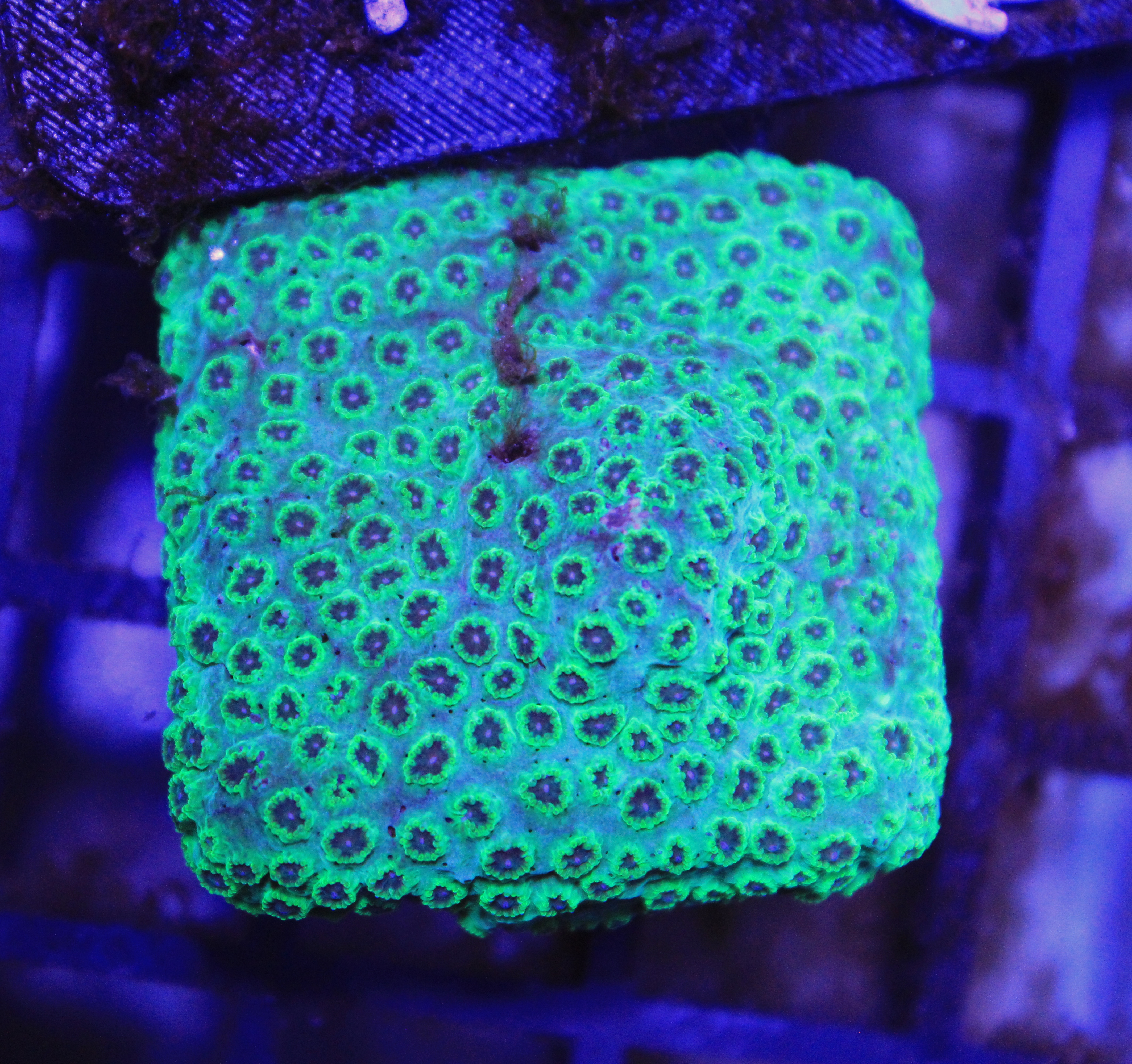 002 Cyphastrea sea fome