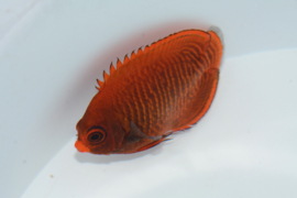 Centropyge Aurantia