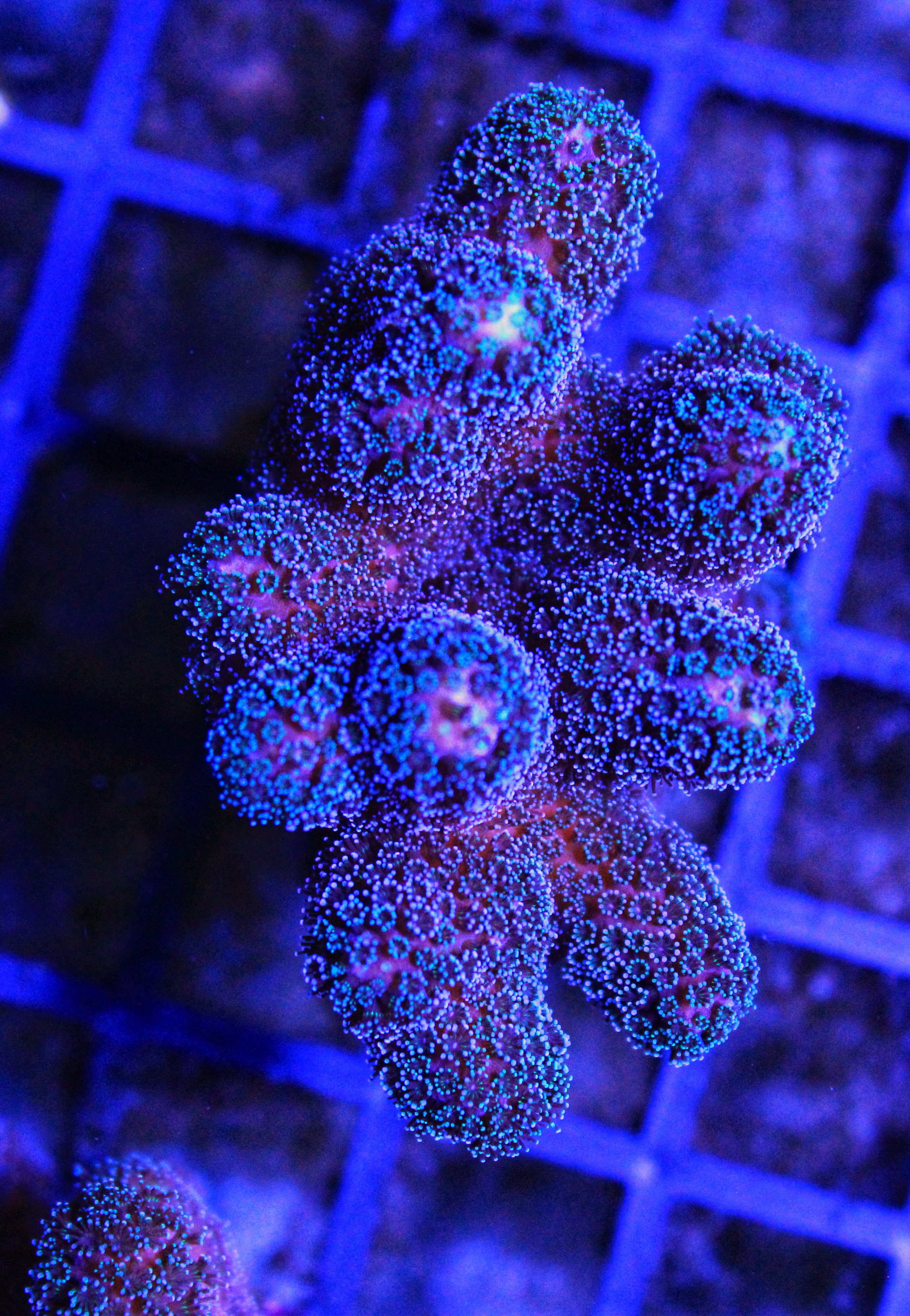 016 Stylophora (sennas koralen kweek )
