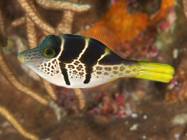 Paraluteres Prionurus