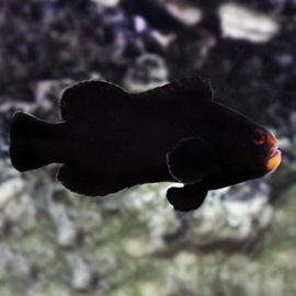 Amphiprion Ocellaris Midnight