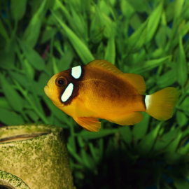 Amphiprion clarkii (Yellow Deluxe)
