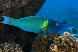 Gomphosus Caeruleus MALE