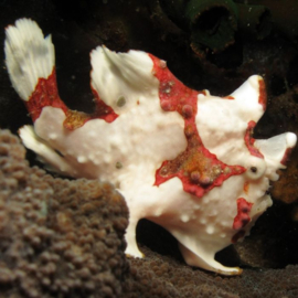 Antennarius Maculatus