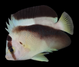 Apolemichthys griffisi