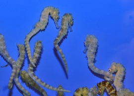 Hippocampus Comes