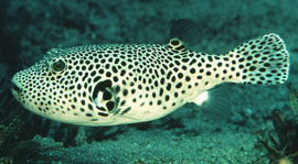Arothron Stellatus