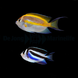 genicanthus bellus pair