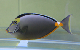 Naso Lituratus (L)