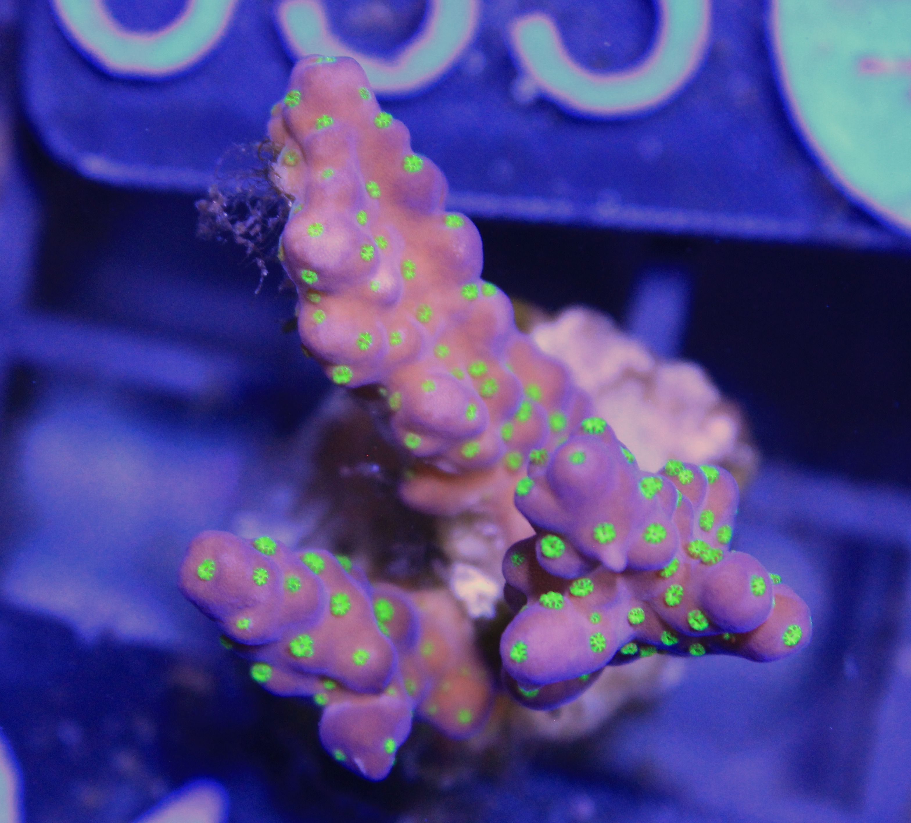041 acropora tricolor