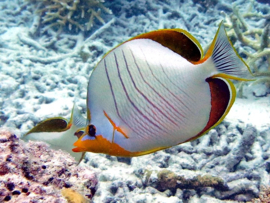 Chaetodon Xanthocephalus (M)