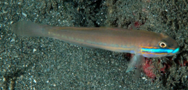 Valenciennea randalli