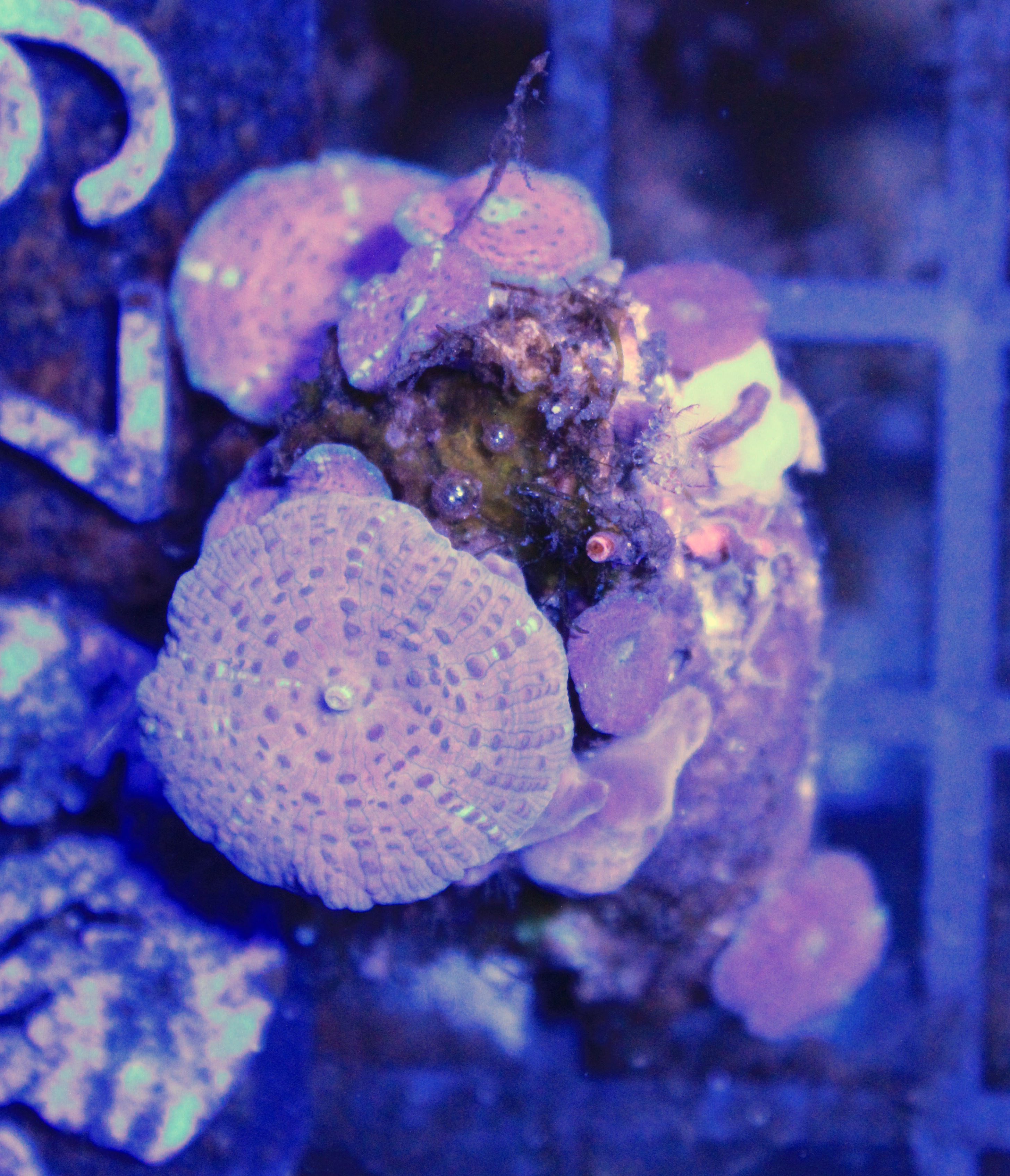 067 discosoma paars