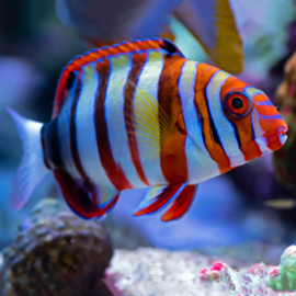 Choerodon Fasciata
