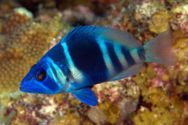 Hypoplectrus Indigo