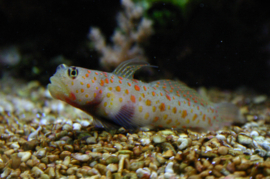 Amblyeleotris Guttata