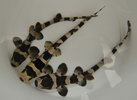 Chiloscyllium Punctatum