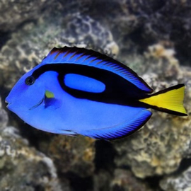 Paracanthurus Hepatus (S)