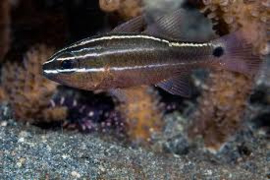 Ostorhinchus hartzfeldii