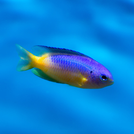 Pomacentrus auriventris