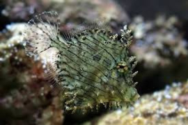 Chaetodermis Pencilligerus 