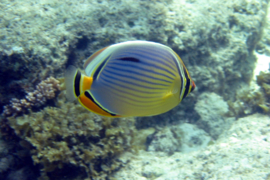 Chaetodon Trifasciatus